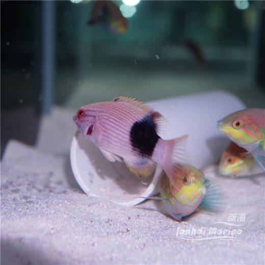 黑背狐 商品图5