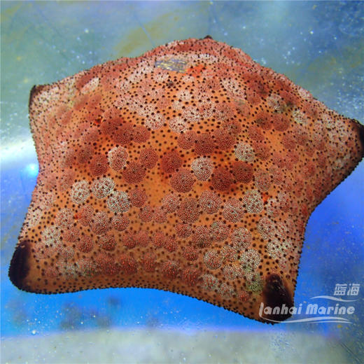 面包海星 商品图1