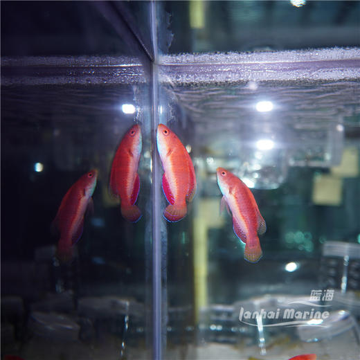 蓝腹仙子龙 公 商品图6