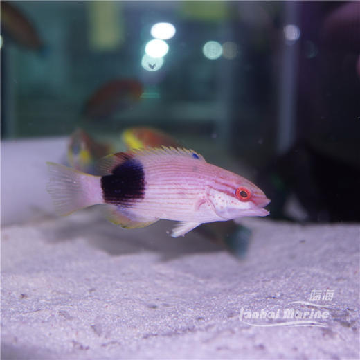 黑背狐 商品图1