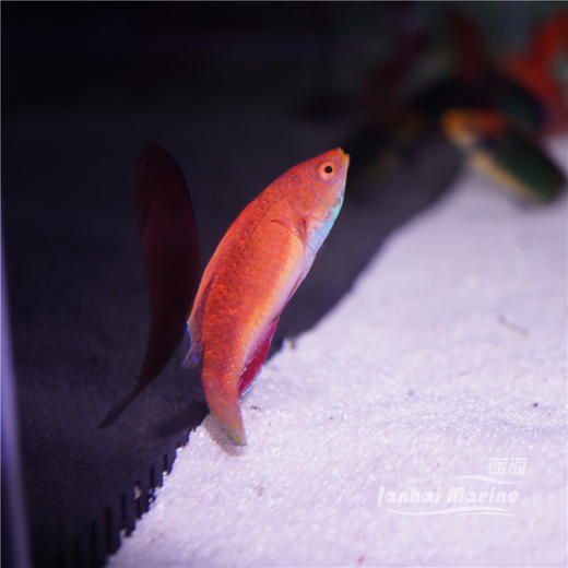 蓝腹仙子龙 公 商品图5