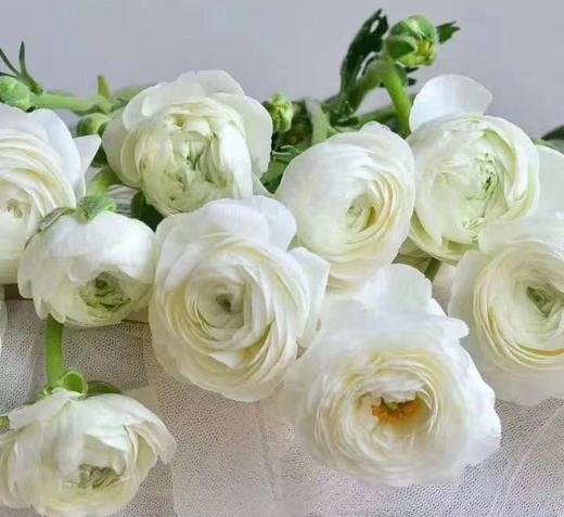 syzp洋牡丹a级白色8