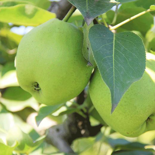 辽宁锦州早金酥梨酥脆清甜皮薄如翼爆汁畅饮