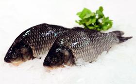 鲫鱼 （15元1斤，约1斤/条）