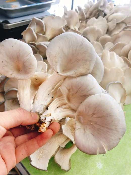 鲜蘑二斤(拼团) - 微果时代 您身边的水果批发市场