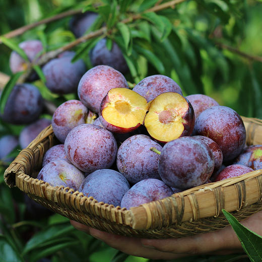 阿坝州高山青红脆李 5斤