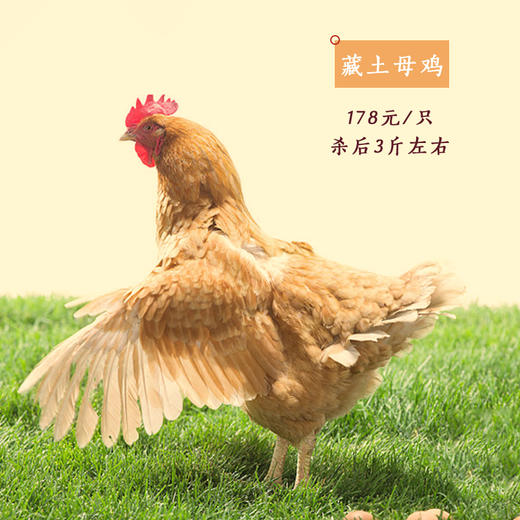 藏区特产藏香鸡 藏土母鸡 滋补佳品