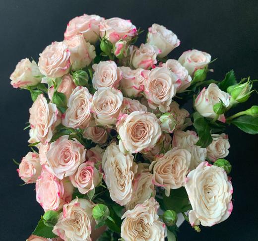 预售11号到货多头玫瑰折射一扎10支 一支多头支长50厘米 商品图1