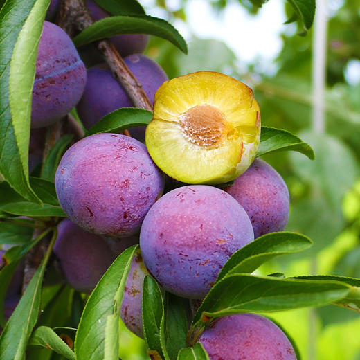 阿坝州高山青红脆李 5斤