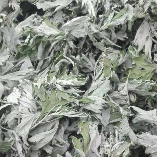 七掌柜艾条八百里伏牛山的南阳艾也称汉艾五叶白大叶艾一年两季端午