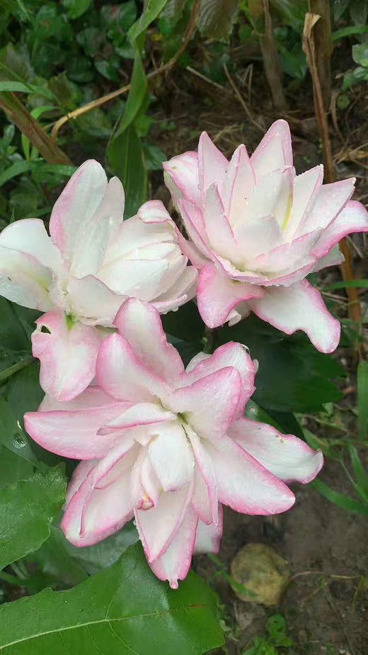 yh重瓣百合冰美人多头5支装