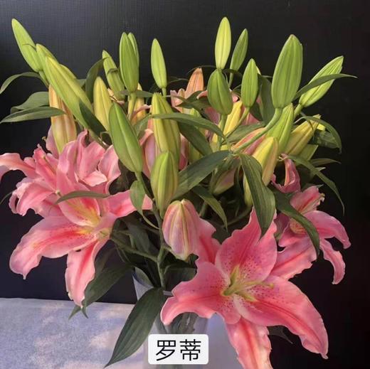 花农百合罗蒂多头a级