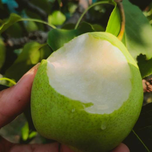 魏县鸭梨67皮薄肉细脆甜爽口148元包邮