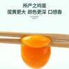 【七彩山鸡蛋】SGS机构检测 真正的无农残  无激素  无色素  无抗生素  农家散养土鸡蛋40枚 原生态散养 新鲜采集 营养好吸收  1004 商品缩略图4