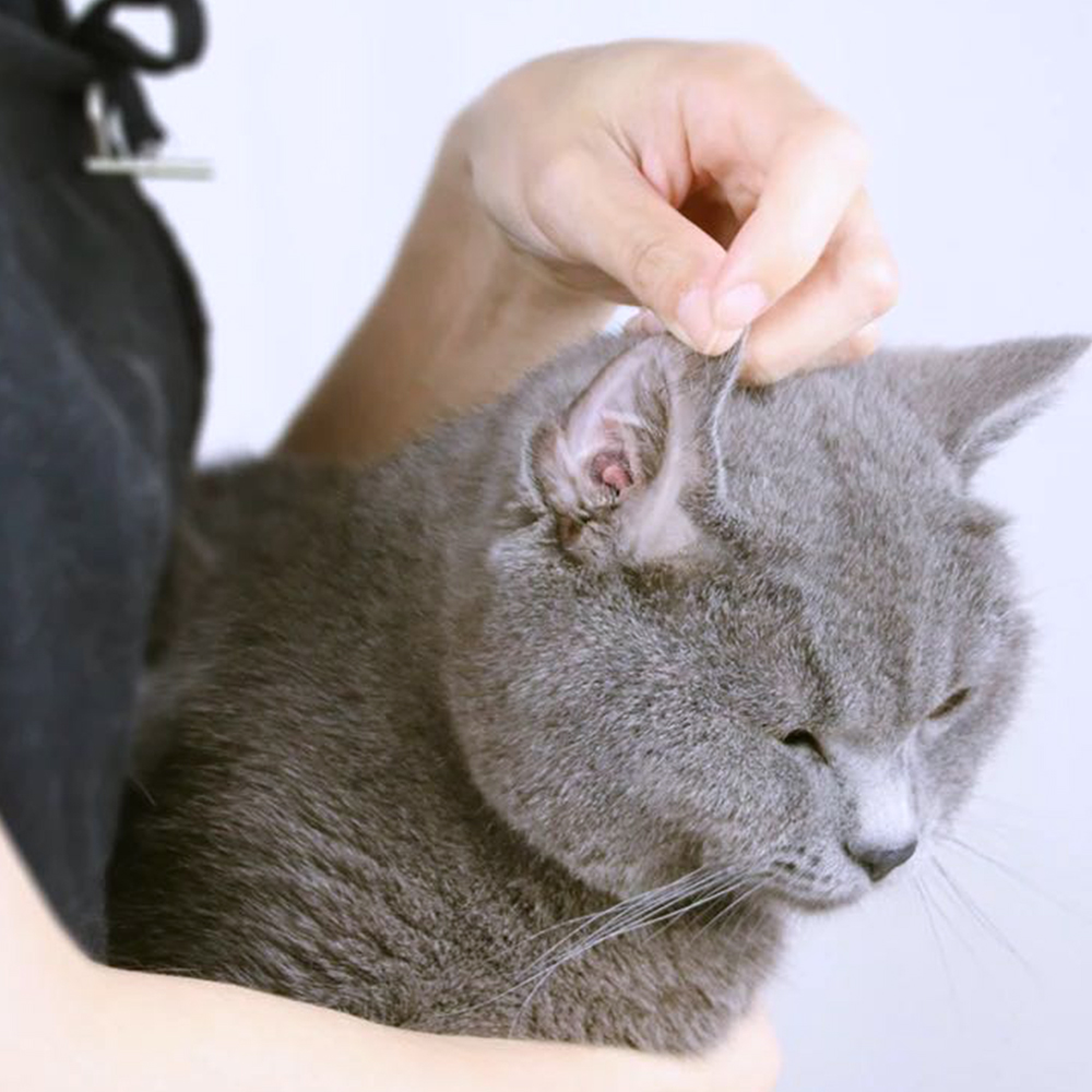 Nice Pet 猫咪单项 耳部护理