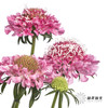 配花 | 松虫草粉色 商品缩略图5