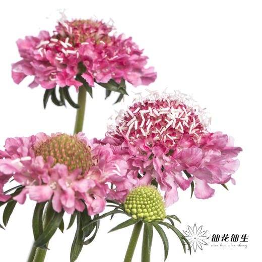 配花 | 松虫草粉色 商品图5