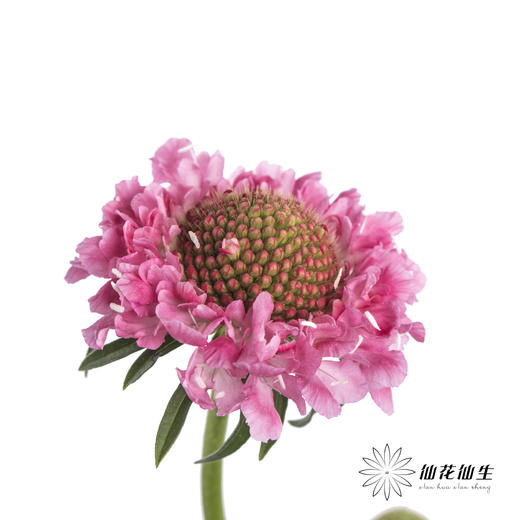 配花 | 松虫草粉色 商品图6