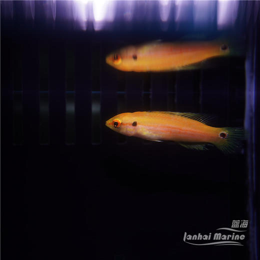 金背狐/糖果狐 商品图4