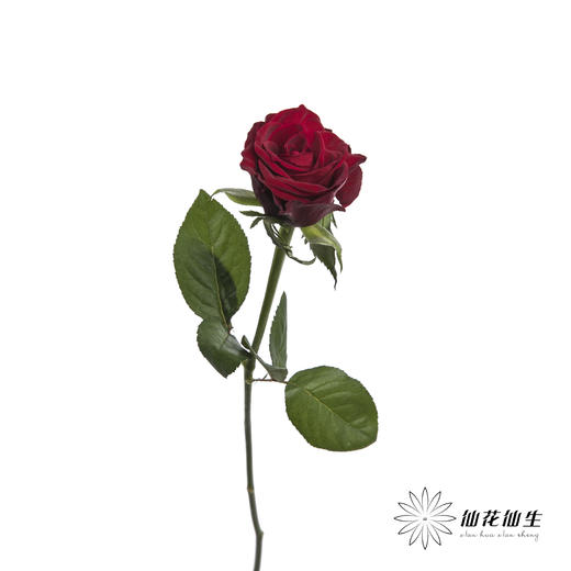 单头玫瑰 | 高原红 【如有黑边不售后】 商品图4