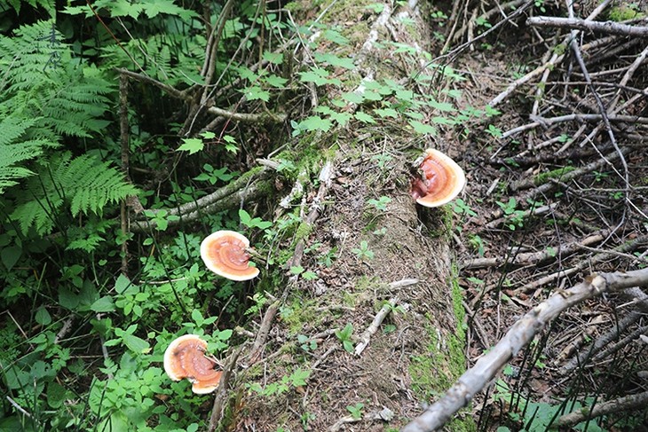 「野生灵芝」 长白山原始森林 野生野长 现切现售