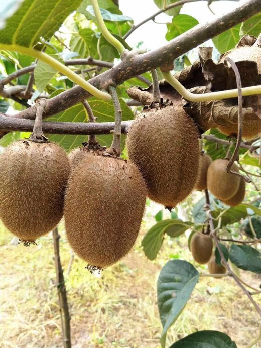 【陕西·周至】徐香绿心猕猴桃  新鲜水果 奇异果 商品图7