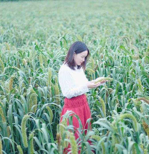 【25年新米上市】【内蒙古契丹有机小米】中国地理标志产品 唯一蒙字号 来自大自然的馈赠 赤峰有机黄小米 “世界小米之乡”养胃易消化，500g/包 商品图2