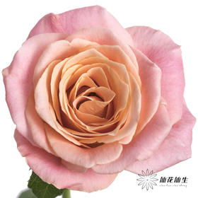 单头玫瑰 | 猪猪小姐