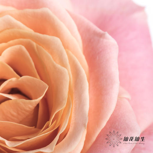 单头玫瑰 | 猪猪小姐 商品图3