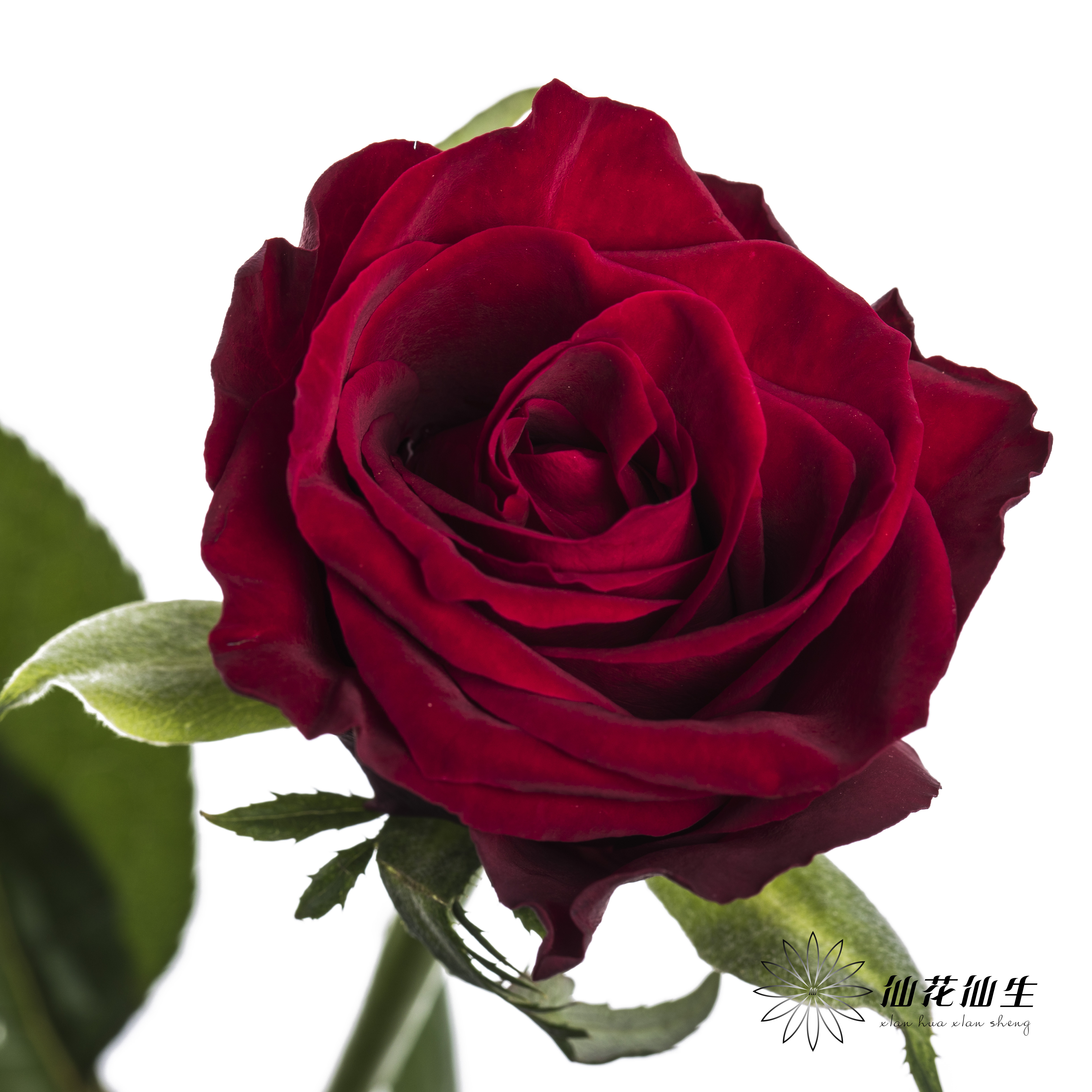 单头玫瑰 | 高原红 【如有黑边不售后】