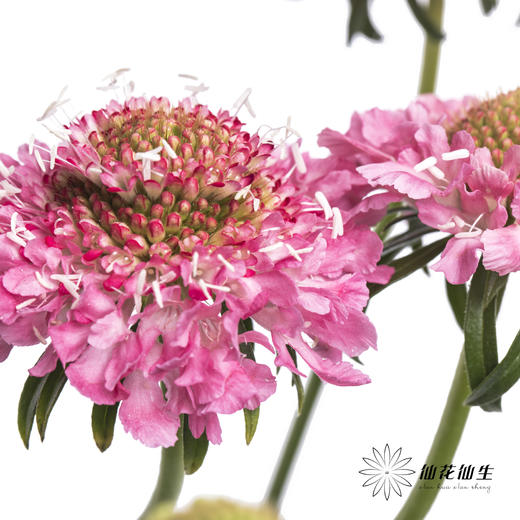 配花 | 松虫草粉色 商品图1