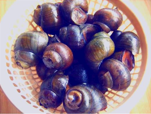 去尾田螺 商品图1