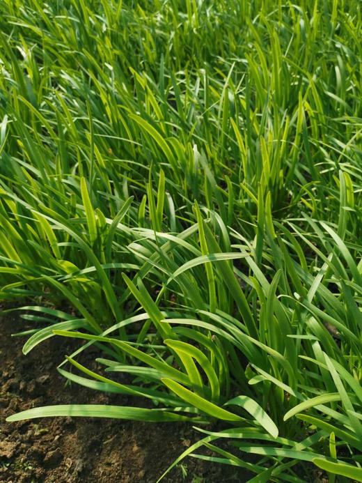 妈妈菜篮有机蔬菜月卡（每月6次配送每次6-8种蔬菜总重约5斤） 商品图7