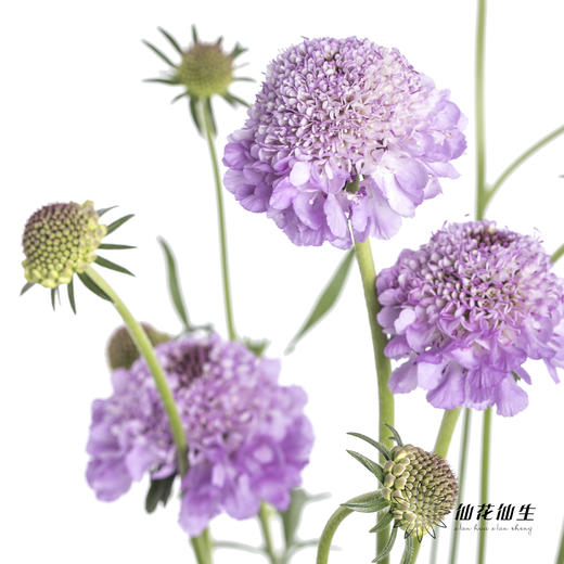 配花 | 松虫草浅紫 商品图5