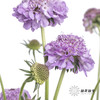 配花 | 松虫草浅紫 商品缩略图3
