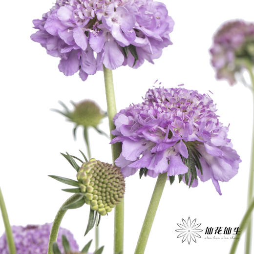 配花 | 松虫草浅紫 商品图3