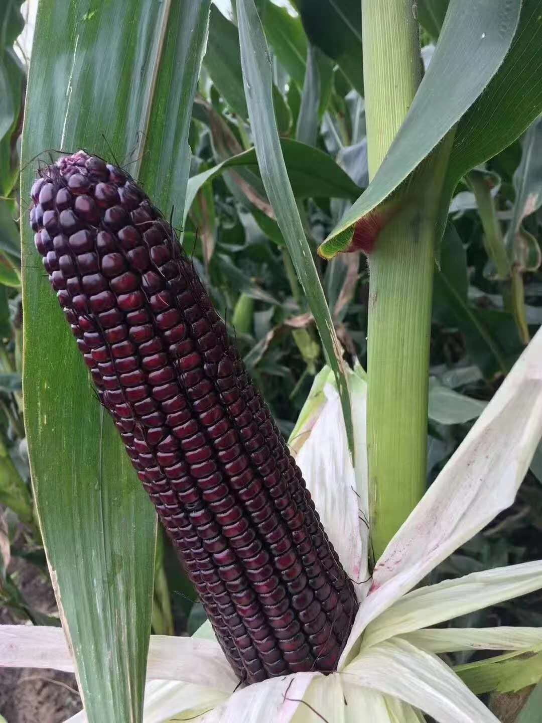 乌粒金 花青甜 黑玉米 糯甜