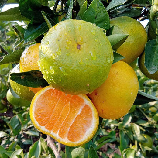 新鲜清香蜜桔5斤现摘现发水果无籽蜜橘当季青丑皮桔子9整箱甜孕妇