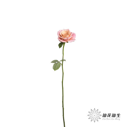 单头玫瑰 | 猪猪小姐 商品图7