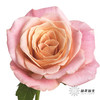 单头玫瑰 | 猪猪小姐 商品缩略图1