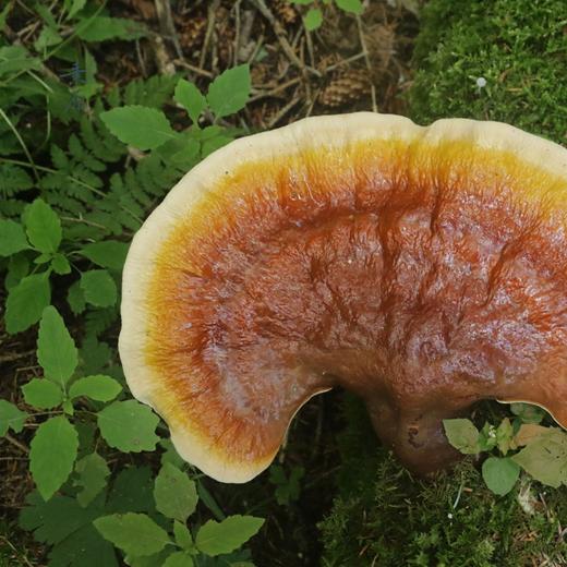 「野生灵芝」 长白山原始森林   野生野长   现切现售 商品图1