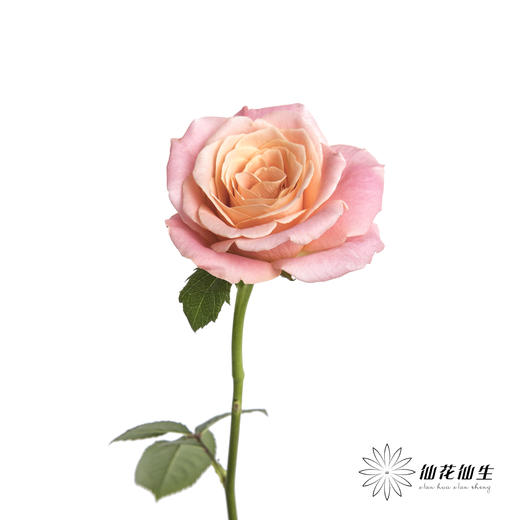 单头玫瑰 | 猪猪小姐 商品图4