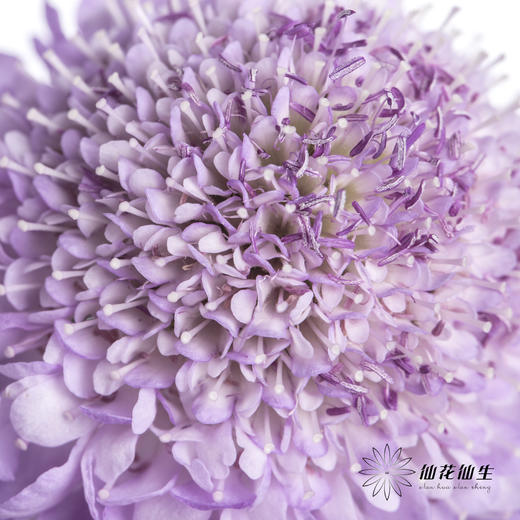 配花 | 松虫草浅紫 商品图7