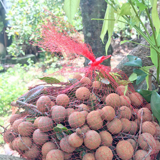 草铺种龙眼新鲜上市约五斤