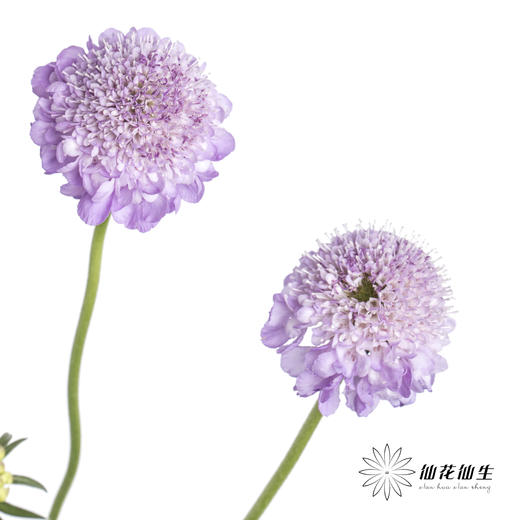 配花 | 松虫草浅紫 商品图6