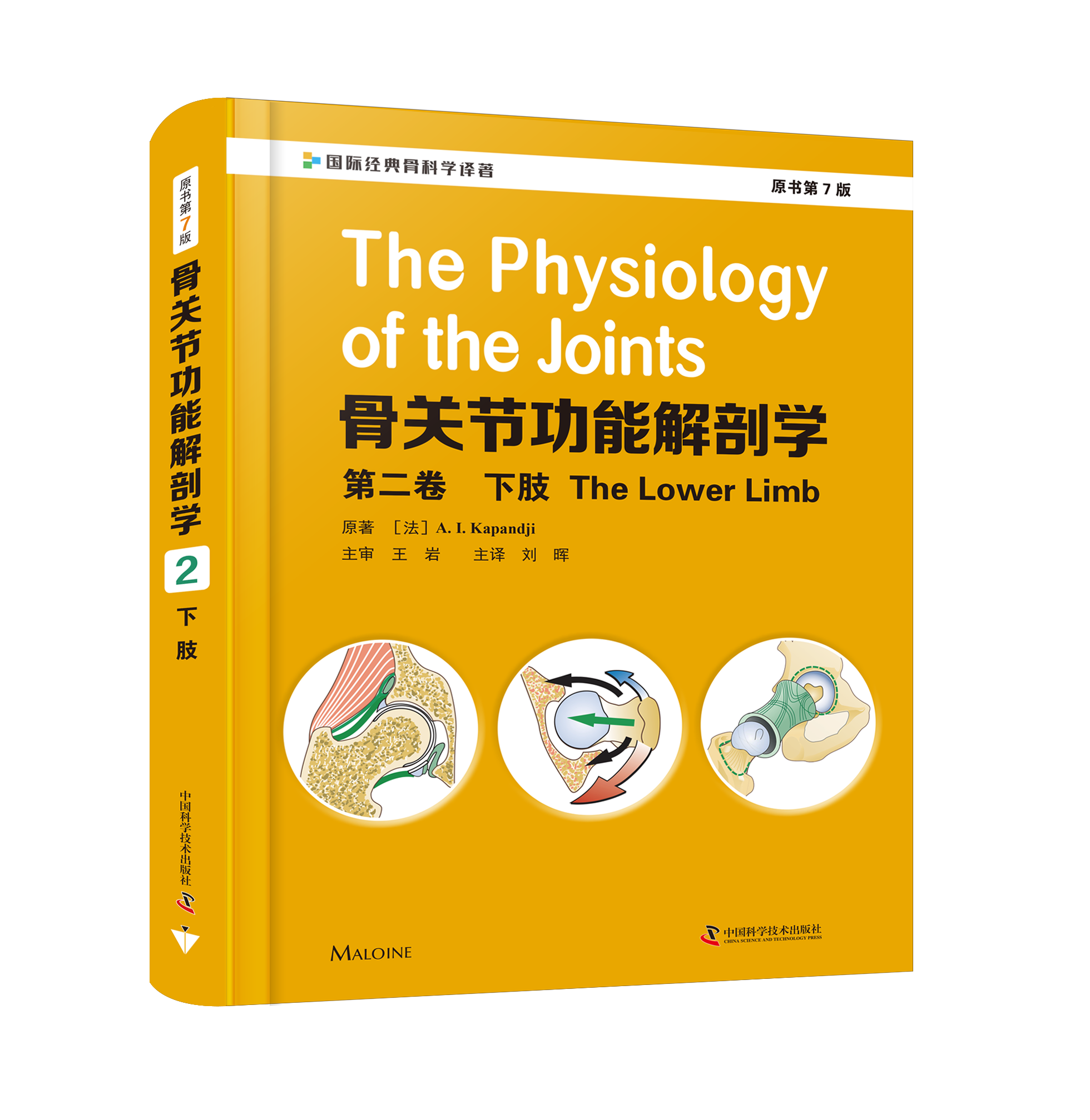 骨关节功能解剖学：第2卷下肢（原书第7版）   主译：刘晖    中科出版