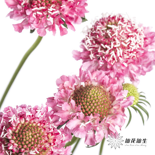 配花 | 松虫草粉色 商品图2