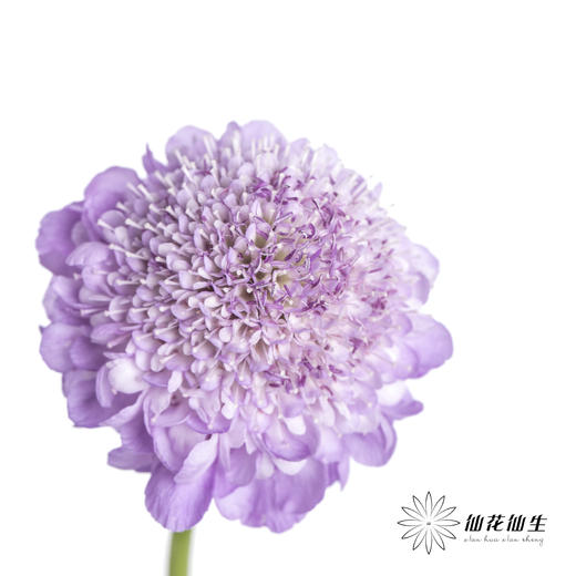 配花 | 松虫草浅紫 商品图2