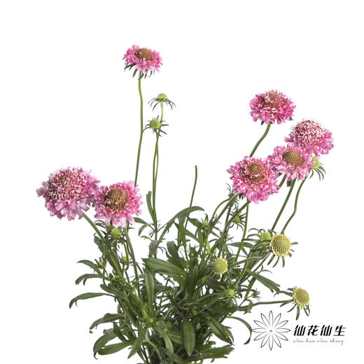 配花 | 松虫草粉色 商品图0