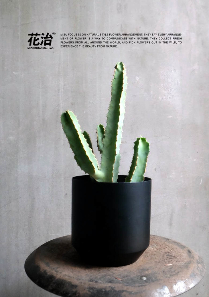 沙漠植物-白犀牛大戟